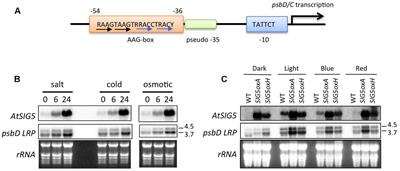 Comparative Analysis of Chloroplast psbD Promoters in <mark class="highlighted">Terrestrial Plants</mark>
